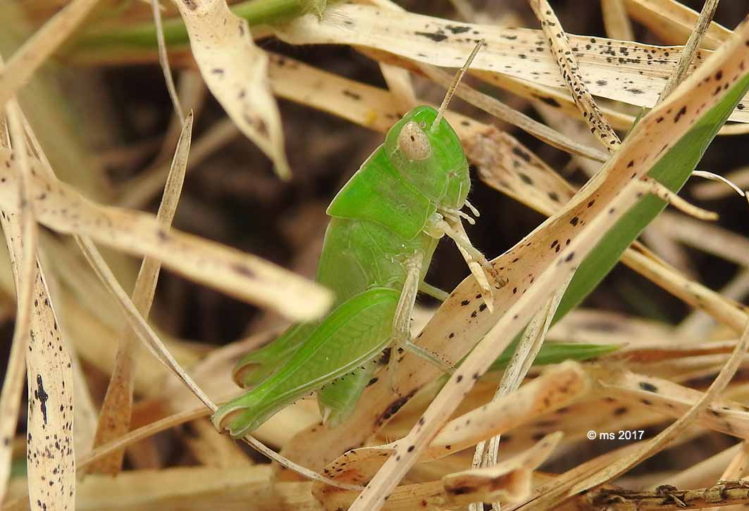 Aiolopus strepens strepens, sub-adulto